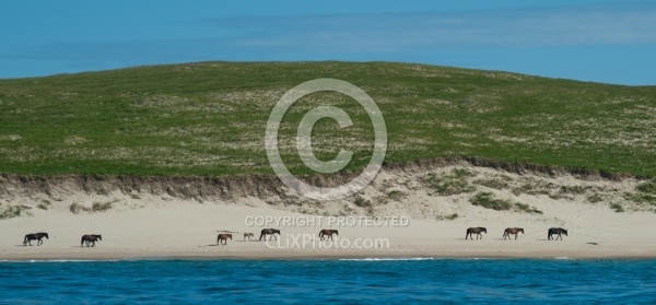 Sable Island Horse Herd on Beach