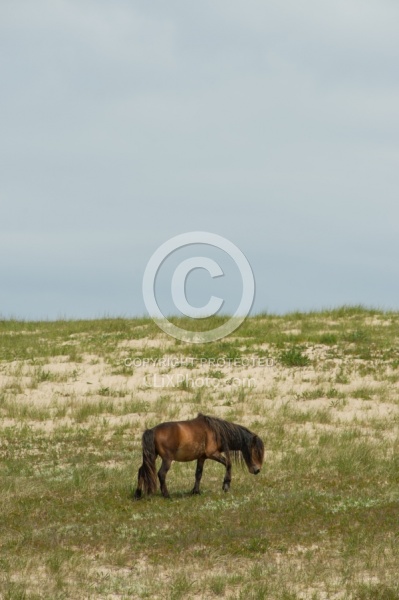 Sable Island