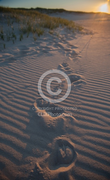 Hoof Prints in the Sand at Sable Island