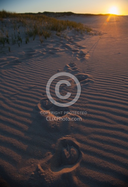 Hoof Prints in the Sand at Sable Island