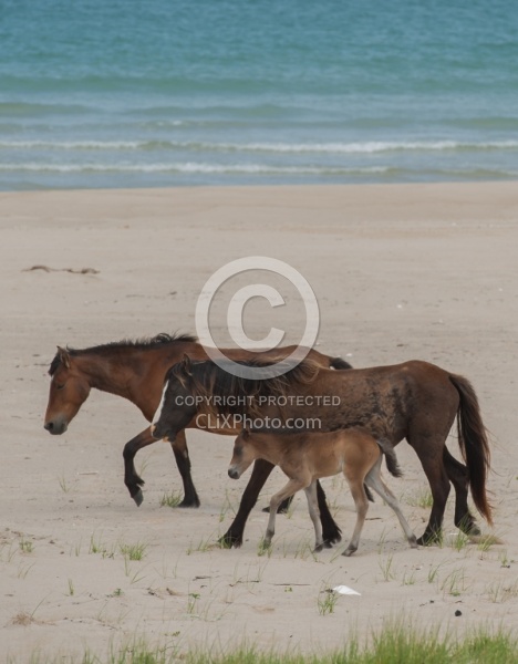 Sable Island Mare and Foal on the Beach