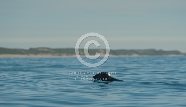 Sable Island Seals