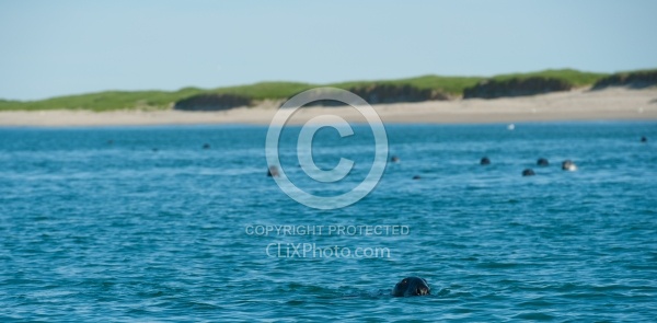 Sable Island Seals