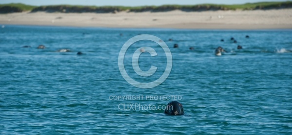 Sable Island Seals Sable Island Seals