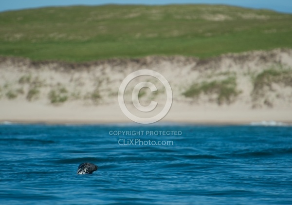 Sable Island Seals Seals on Sable Island