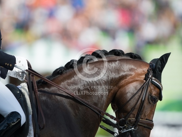 Belinda Trussell and Anton Grand Prix Special WEG 2014 Normandy, Dressage Braids