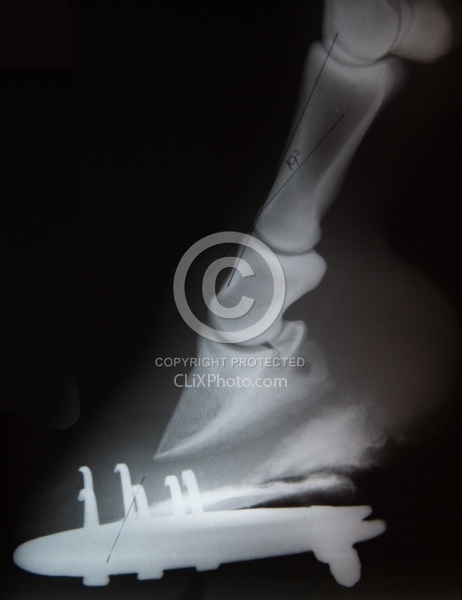 Laminitis, Rotation of the Coffin Bone