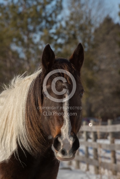 Paint Mare Portrait