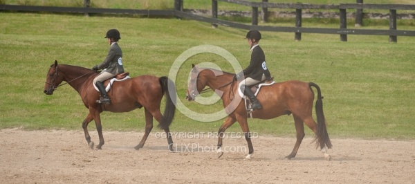 Hunter in Ring on Flat