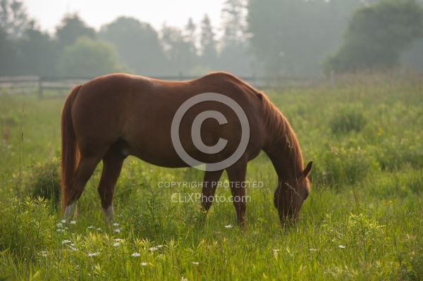 Summer Pasture Grass