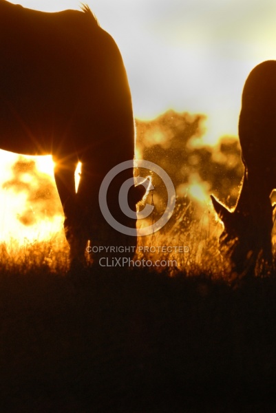 Poolen Grass and Flies