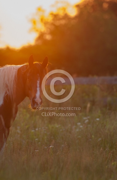 Summer Solstice Poolen Grass and Flies