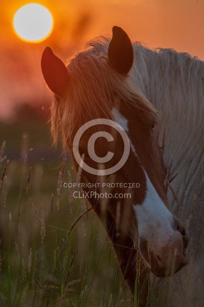Summer Solstice Poolen Grass and Flies
