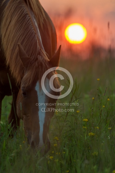 Summer Solstice Poolen Grass and Flies