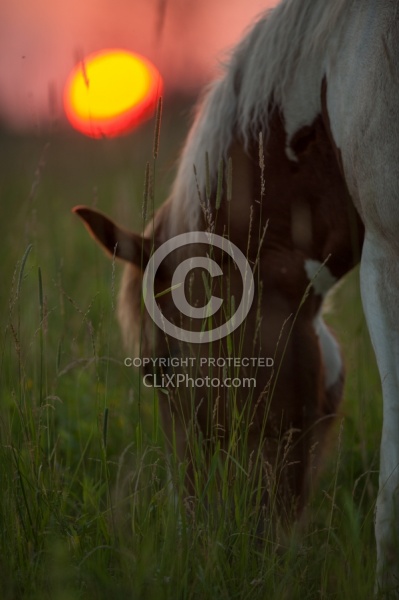 Summer Solstice Poolen Grass and Flies