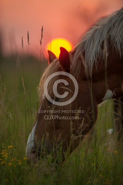 Summer Solstice Poolen Grass and Flies