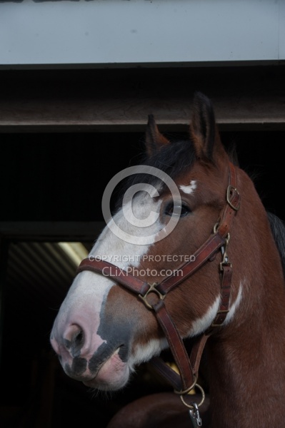 Clydesdale Portrait