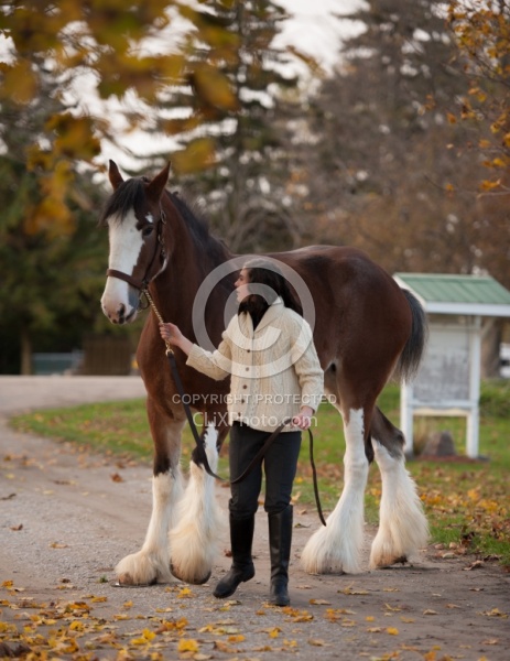 Clydesdale with People