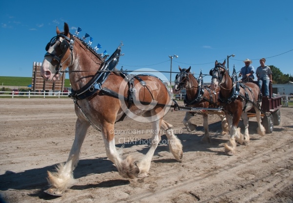 Clydesdale Driving