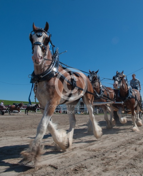 Clydesdale Driving
