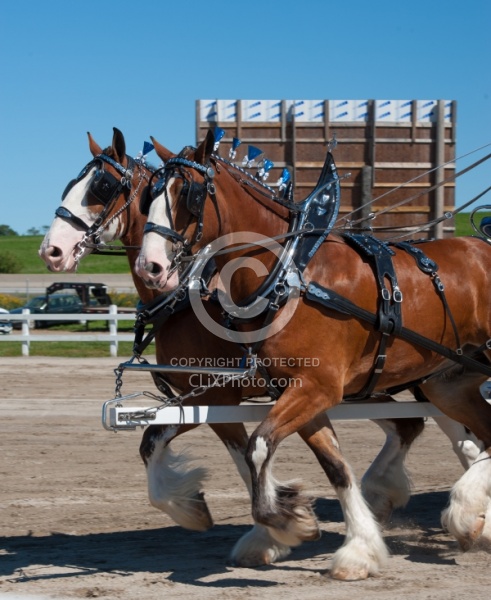 Clydesdale Driving