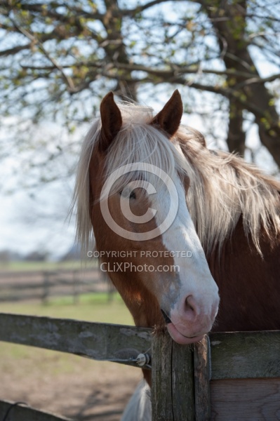 Belgian Portrait