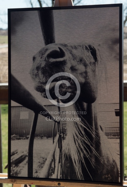 B & W Stallion on Metal, LE 1 of 50, 16 x 24 Back Float Frame