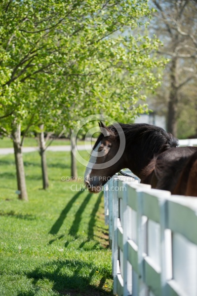 Clydesdale Portrait
