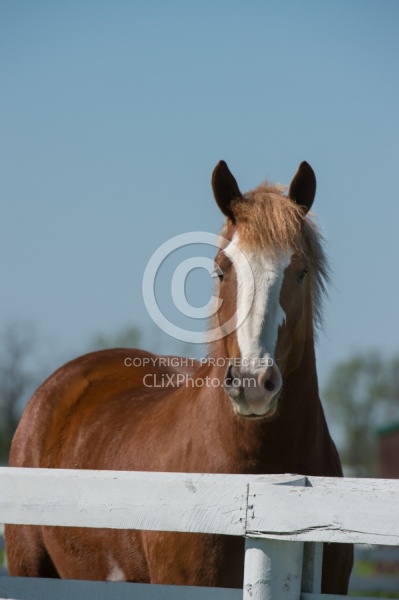 Belgian Portrait