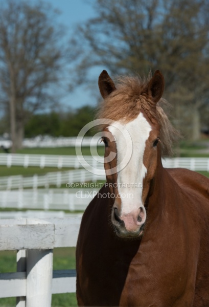 Belgian Portrait
