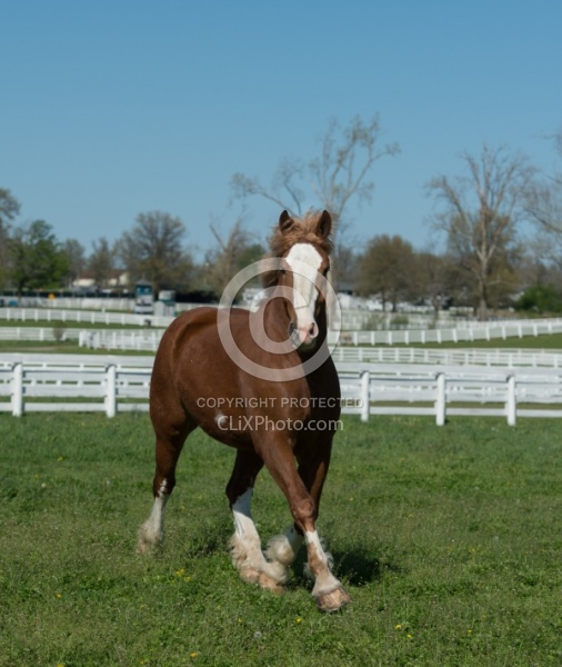 Belgian Free Running