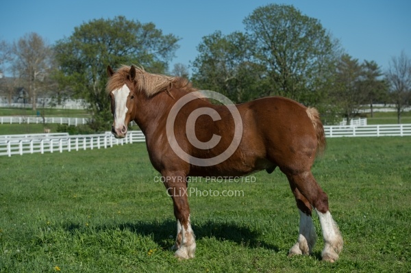 Belgian Conformation