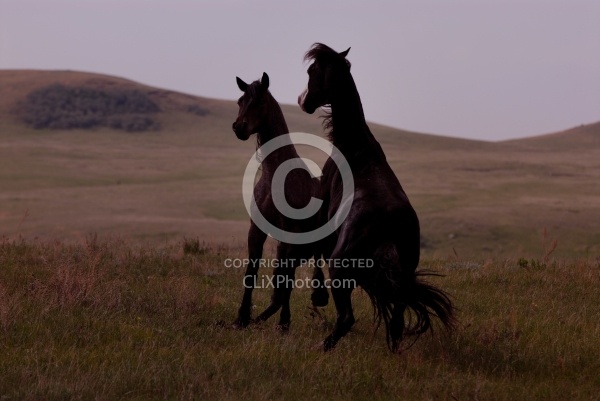 Nokota Stallions Silhouette