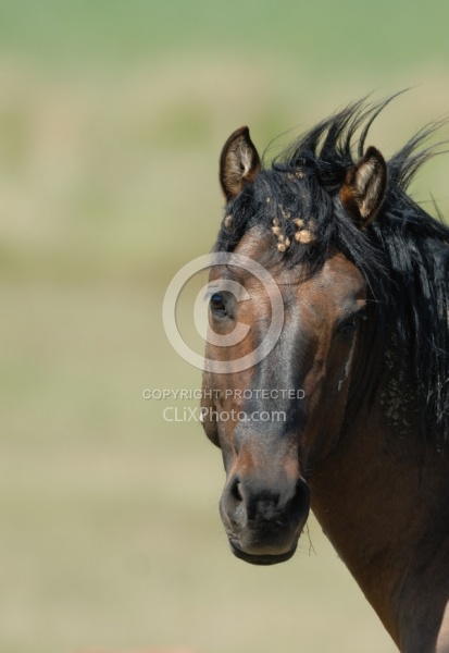 Dirty Horse with burrs