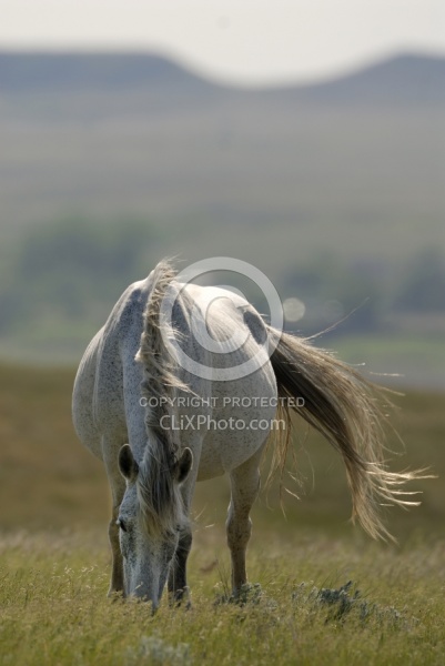 Pregnant Nokota Mare