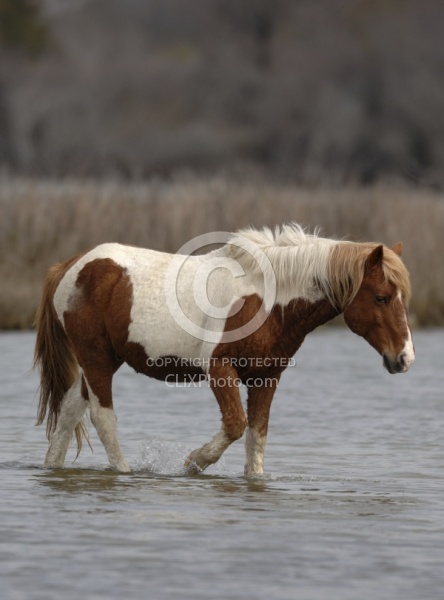 Assateague Ponies