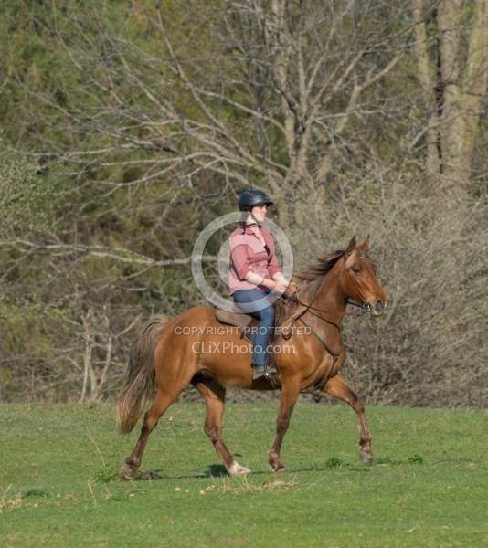 Tennessee Walker on the Trail