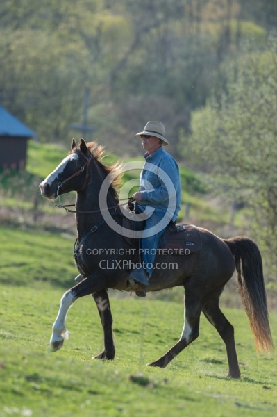 Tennessee Walker on the Trail