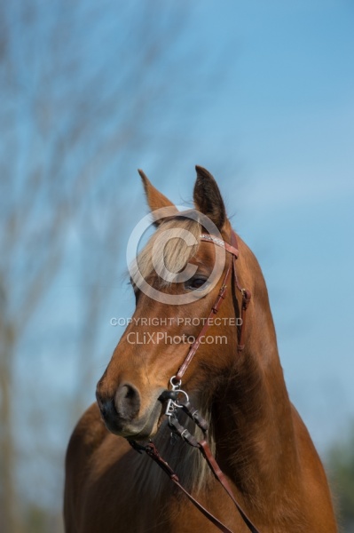 Tennesse Walker Portrait