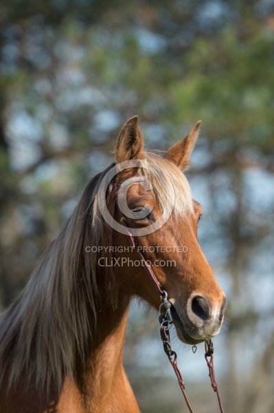 Tennesse Walker Portrait