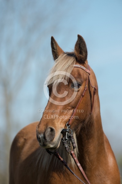 Tennesse Walker Portrait