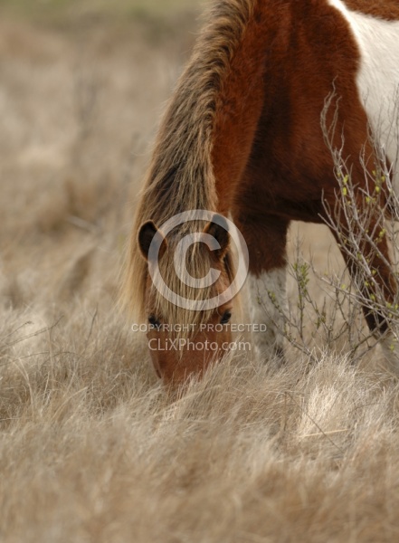 Assateague Ponies