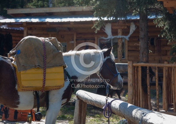 Packing the Pack Horse