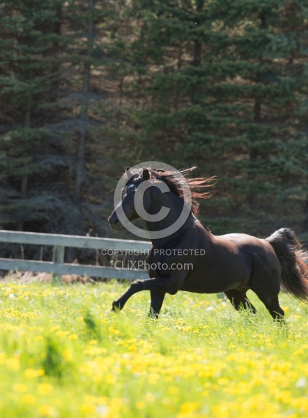 Rocky Mountain Stallion Free Running, Bonnie View Farms Jedi Kni
