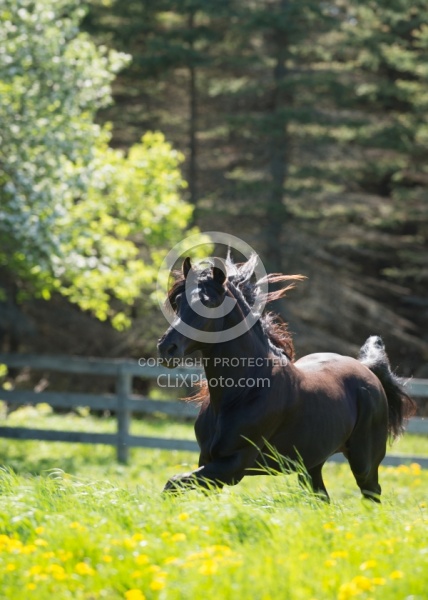 Rocky Mountain Stallion Free Running, Bonnie View Farms Jedi Kni