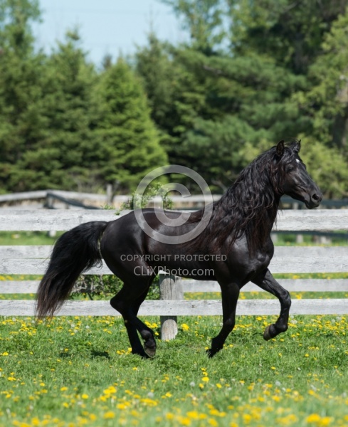 Rocky Mountain Stallion Free Running, Bonnie View Farms Jedi Kni