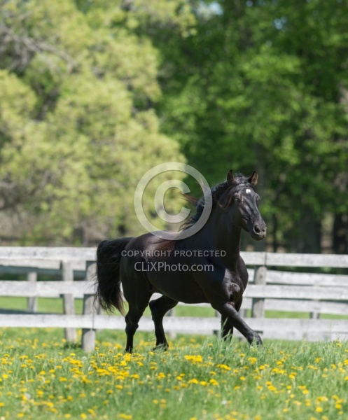 Rocky Mountain Stallion Free Running, Bonnie View Farms Jedi Kni
