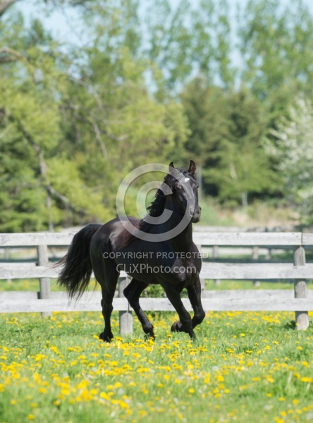 Rocky Mountain Stallion Free Running, Bonnie View Farms Jedi Kni