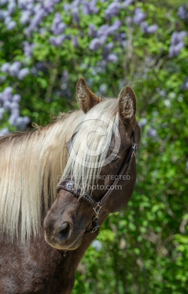 Rocky Mountain Horse Portrait, Bonnie View Farms