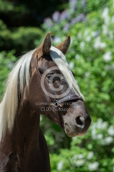 Rocky Mountain Horse Portrait, Bonnie View Farms